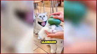 😎Estos Gatitos Te Sacarar una Sonrisa y unas Lagrimas 😍🥰