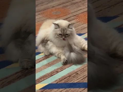 Clean Cat - CatMia