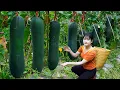 Download Lagu Ly Trieu Ca: Harvesting sweet giant seedless Green Squash - How to grow and cook traditional recipe