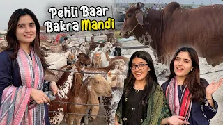 Zindagi Mein Pehli Baar Bakra Mandi Gai 😍 | Cow Ne Attack Kar Diya 😭