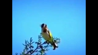 تغريد حسون في الطبيعة روعة 