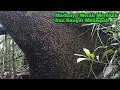 Download Lagu Lebah Yang Dipandan Hutan Madunya Paling Jempolan #bee #honey #lebah #hutan #alam #panenmaduhutan Download Lagu Lebah Yang Dipandan Hutan Madunya Paling Jempolan #bee #honey #lebah #hutan #alam #panenmaduhutan