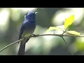 Download Lagu BURUNG || KEHICAP RANTING || SELENDANG BIRU || MASTERAN MURAI BATU || KACER || CUCAK HIJAU