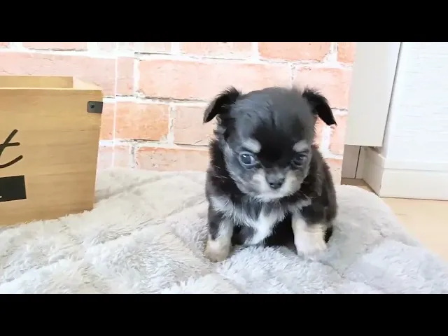 動画