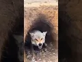 Download Lagu Dangerous fox attached shorts #subscribe #fox#trending #public #viral #view #nature #dangerous #art