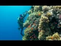 Download Lagu SCUBA Diving Egypt Red Sea - Underwater Video HD