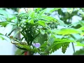 San Diego Cities Consider Fighting Back Against Recently Proposed State Pot Regulations
