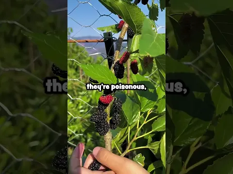 Is This Fruit Poisonous?