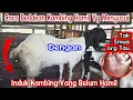 Download Lagu Cara Mengetahui Kambing Menyusui Yg Sudah Hamil \u0026 Yg Belum Hamil #breeding #kambing #kambinghamil