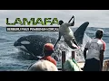 LAMAFA - Eps: Berburu Paus Pembunuh (ORCA).