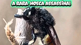 Mosca assassina 