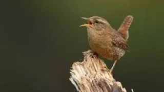 burung winter wren gacor cocok buat masteran burung kecil