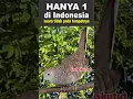 Download Lagu 3 detik langsung faham - suara LANGKA Perkutut Lokal Gacor