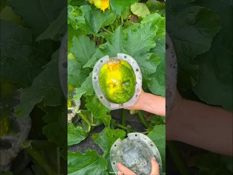 This Japanese vegetable sells for a very high price 😱