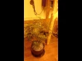 Doc Buds high brix bloom grasscity a real forum