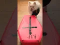 Download Lagu R.I.P😭 #nico #funny #dog #smartnico #funnypuppy