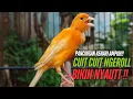 Download Lagu SUARA Kenari GACOR PANJANG Pancingan \u0026 masteran Kenari Paud AGAR gacor AMPUH Kenari MACET bunyii