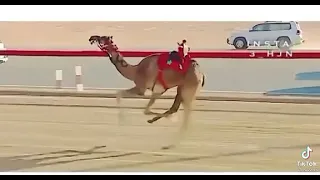 اقوى ناقه في العالم دندنها