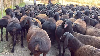 250-ta TOZZA ELITA XISSORI SOVLUQLAR KELDI YANA 