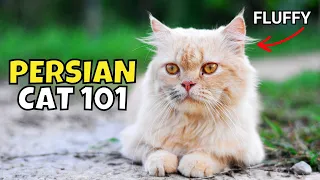 Persian Cat 101 What to Know Before Adopting One