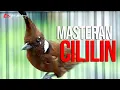 Download Lagu MASTERAN CILILIN GACOR DURASI PANJANG