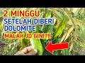 Lagu KONDISI POHON DURIAN DAN ALPUKAT SETELAH 2 MINGGU PEMBERIAN DOLOMIT