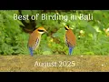 Download Lagu Best of Birding in Bali - August 2025