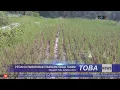 Download Lagu PETANI DI KECAMATAN PARSOBURAN TERANCAM GAGAL TANAM