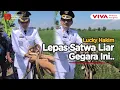Download Lagu Unik! Bupati Lucky Hakim Lepas Ular, Burung Hantu, dan Biawak di Sawah