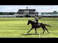 My clever boy popping round the 70cm clear round XC at Dallas Burston - 1yr out of racing