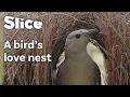 Impressive Nest-Building Skills of the Great Bowerbird SLICE