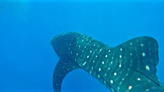 SWIMMING WITH A WHALE SHARK!!!