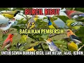 Download Lagu Bagai Pembersih❗Suara Pikat Burung Kecil Ampuh #pikatburung Bikin Ludes 