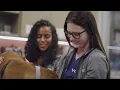 The biggest misconception about working at VCA Animal Hospitals Clip