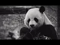 Are Pandas going Extinct Exploring the Threats and Conservation Efforts