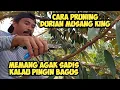Lagu CARA PRUNING ✂️✂️ DURIAN MUSANGKING⁉️ MEMANG HARUS TEGA KALAU PINGIN POHONYA NANTI BAGUS💯👍