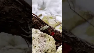 Surf in the Maldives! Mum on the land cam 🎥 🤙 #sailingfamily #surf #maldives