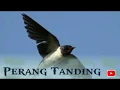 Download Lagu Suara Panggil Walet Perang Tanding