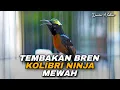 Lagu TEMBAKAN BREN KOLIBRI NINJA MEWAH COCOK UNTUK MASTERAN KONIN BAHAN LOMBA SUARA JERNIH AUTO NYAUT!!