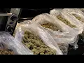 STRAIN REVIEW RS11 vs RS37