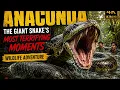 Anaconda The Giant Snake s Most Terrifying Moments Wildlife Adventure