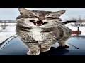 Download Lagu just cats being cats