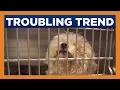 Arizona Humane Society sees increase in pet surrenders
