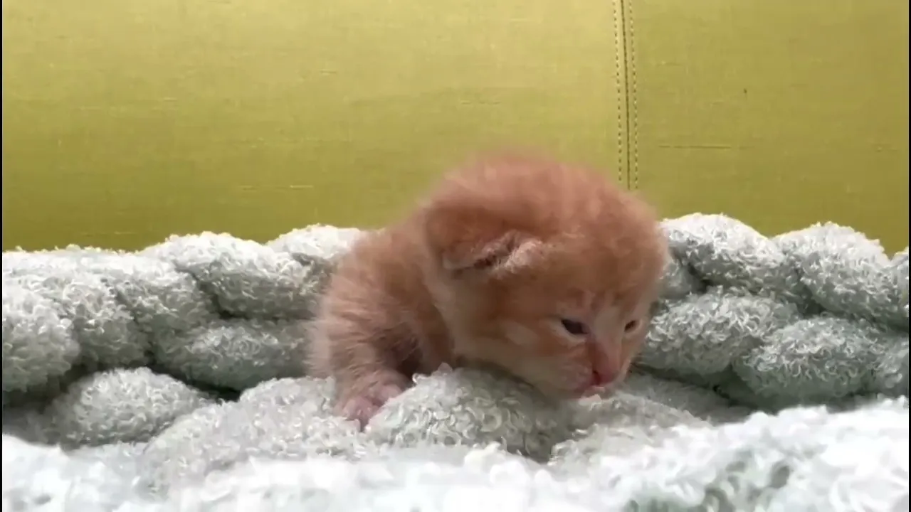 動画