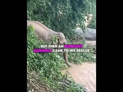 Elephant unexpected save! 🤍 #kindness #humanity #shorts #viralvideo