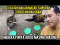 Download Lagu Video Lucu Kucing tawuran Sama AYam Rebutan Makanan..‼️