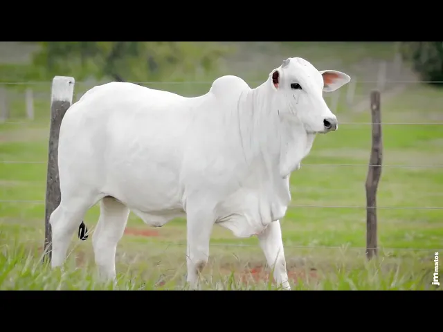 Novilha Nelore AFOM - 6170