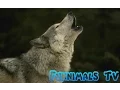 Wolves Howling Compilation