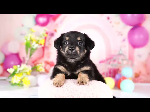 動画