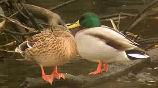 اصوات الطيور حذاف بربش كوشر ابو زله 